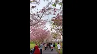 Viral Bunga Tabebuya Bermekaran di Magelang, Warganet Salfok Payung Warna-warni (Tangkapan Layar TikTok/dianalvi66)