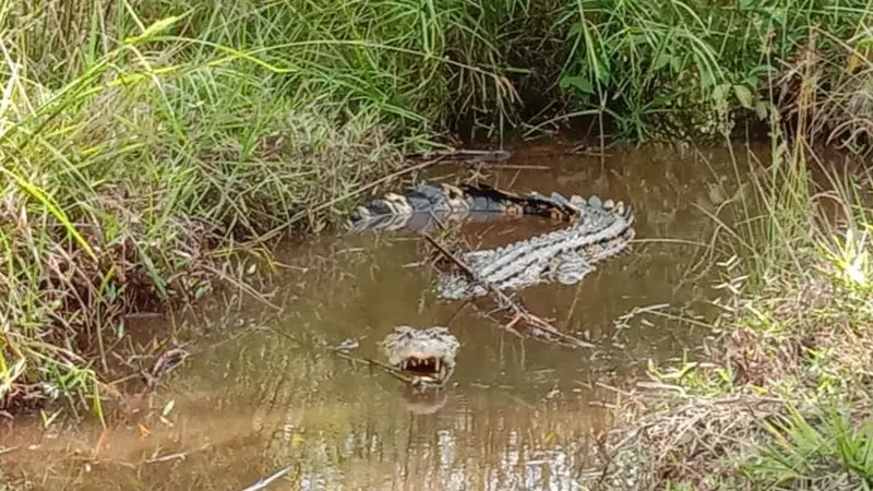 Sebanyak 15 telur buaya muara menetas setelah dierami induknya sekitar 90 hari di tengah kebun kelapa sawit milik warga Ujuang Labuang Kecamatan Tanjung Mutiara Kabupaten Agam, Sumatera Barat. (Liputan6.com/ Novia Harlina)