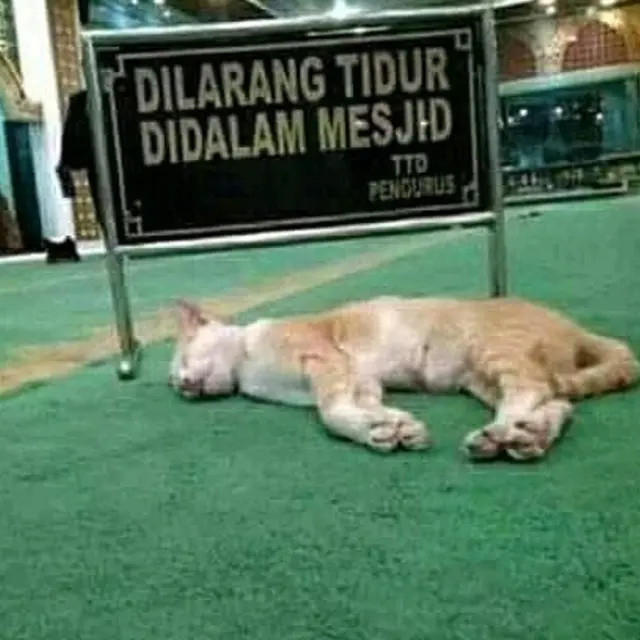 6 Potret Hewan Melanggar Aturan Ini Malah Bikin Ngakak