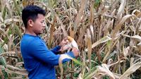 Perwakilan petani jagung di Desa Siempat Rube 2, Kecamatan Siempat Rube, Kabupaten Pakpak Bharat, Sumut