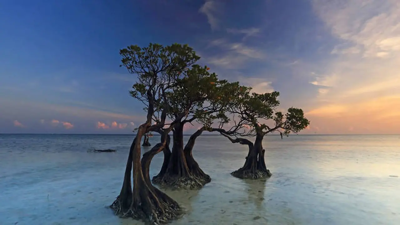 Pohon Menari di Pulau Sumba (Foto: Soraya Shinta Dewi/Facebook)