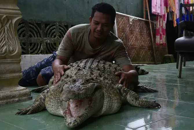 Irwan tampak asyik bermain air dengan Kojek -nama buaya, siang kemarin. (Nelvi/Radar Bogor/JawaPos.com)