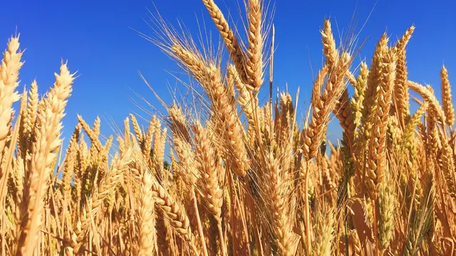 9 Manfaat Biji Barley untuk Kesehatan, Kaya Vitamin dan Antioksidan
