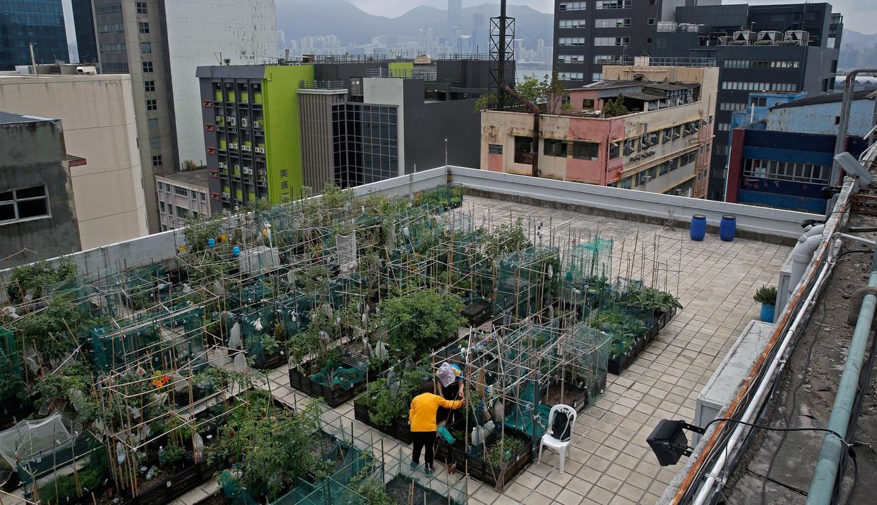 Foto Asyiknya Panen Buah Dan Sayur Di Atap Gedung Pencakar Langit