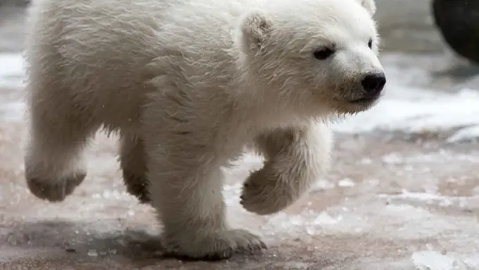 Berkenalan dengan Juno, Bayi Beruang Kutub yang Imut dan Lucu