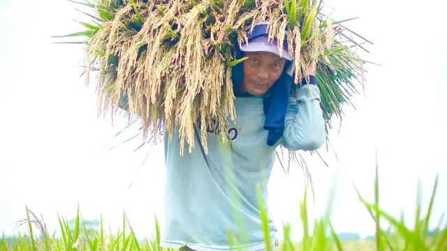Petani panen padi