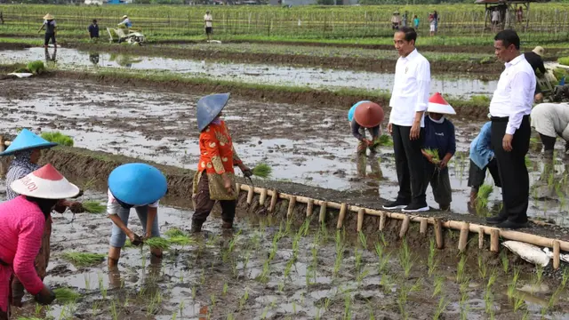 Presiden Jokowi Pastikan Ketersediaan Pupuk Subsidi Aman