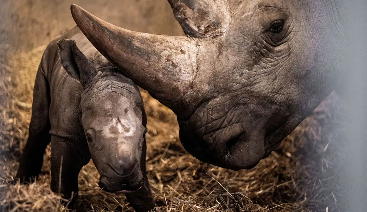 Badak putih yang baru lahir bersama induknya di kandang mereka di Kebun Binatang Kopenhagen, Denmark, Rabu (15/4/2020). Kelahiran badak putih merupakan kejadian yang cukup langka, mengingat angka kelahiran bayi badak di dunia sangat jarang. (Niels Christian Vilmann/Ritzau Scanpix/AFP)