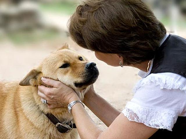 5 Syarat Sebelum Anda Adopsi Anjing Health Liputan6 Com