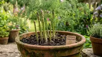 cara menanam asparagus di pot (AI Generated)