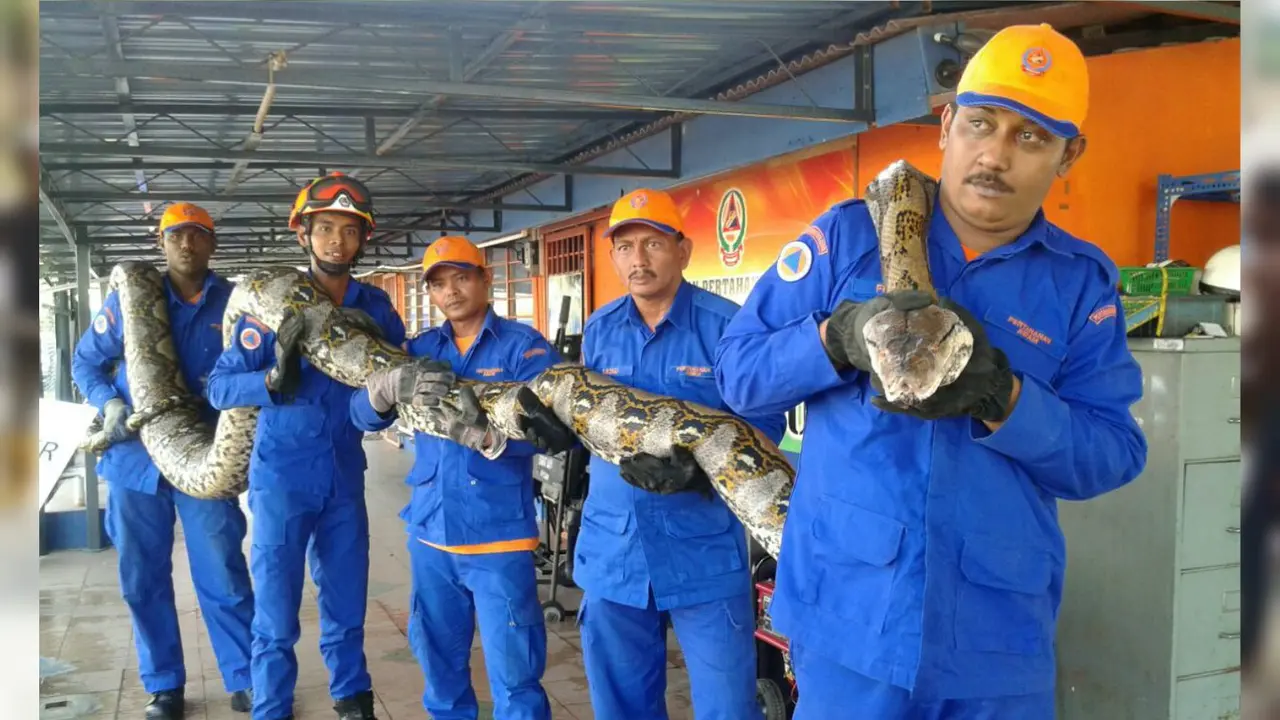 Python di Malaysia Diduga yang Terpanjang di Dunia