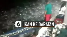 Fenomena ribuan ikan naik ke daratan terjadi di Pelabuhan Lewoleba, Nusa Tenggara Timur.