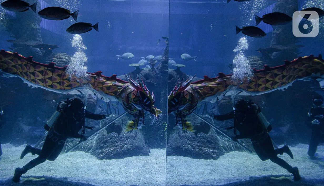 Aksi treatrikal Liong bawah air di Jakarta Aquarium & Safari (JAQS), Jakarta, Kamis (27/1/2022). Kegiatan dalam rangka memeriahkan Tahun Baru Imlek dan menjadi tujuan liburan akhir pekan panjang di dalam kota Jakarta yang aman dan nyaman. (Liputan6.com/Faizal Fanani)