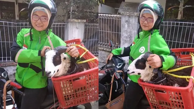 6 Momen Ojol Bawa Hewan Kurban Ini Bikin Geleng Kepala
