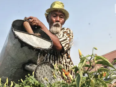 Kakek Suyitno atau Pak Dul menyiram tanaman cabai rawit di lahan bekas gusuran kawasan Pasar Ikan, Penjaringan, Jakarta, Kamis (25/7/2019). Kakek berusia 65 tahun ini sudah tiga tahun mengubah lahan gersang bekas gusuran tersebut menjadi ladang cabai rawit. (merdeka.com/Iqbal Nugroho)