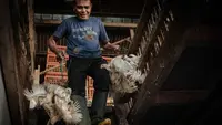 Pedagang Akui Harga Ayam Masih Tinggi di Rp 44 Ribu per Kilogram