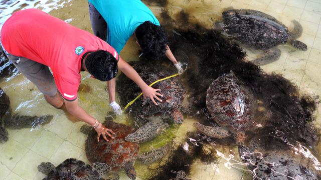 20160408-Pusat-Konservasi-Penyu-Hijau-Bali-AFP