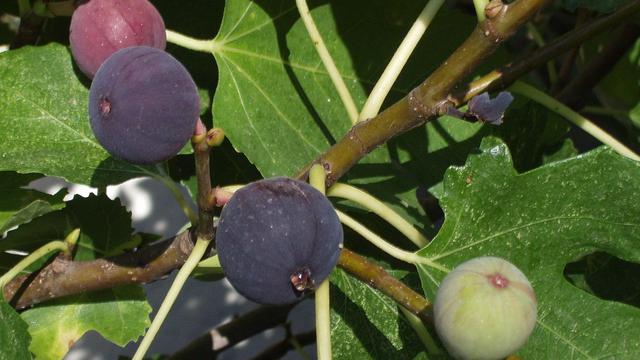 Ilustrasi pohon ara, tin