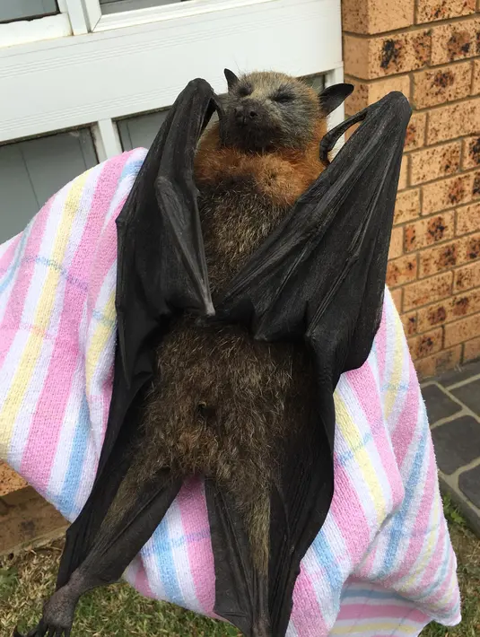 Seekor kelelawar terpanggang suhu terpanas yang menerpa pinggiran Sydney, Campbelltown, 7 Januari 2018. Sydney diterpa suhu terpanas sejak 78 tahun terakhir dengan suhu mencapai 45 derajat celcius (Help Save the Wildlife and Bushlands in Campbelltown/AFP)