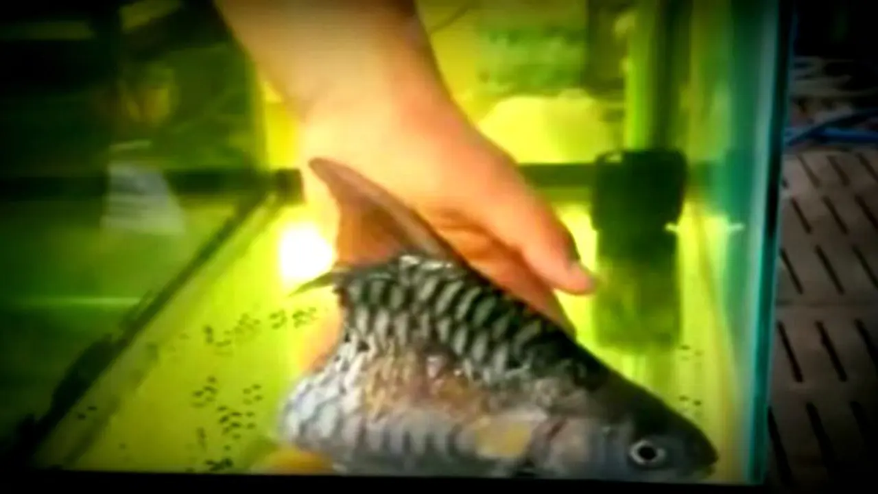 Ajaib, Ikan Bertahan Hidup dengan Setengah Tubuh Selama 6 Bulan