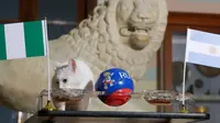 Achilles si Kucing Prediksi Tersingkirnya Lionel Messi cs dari Piala Dunia 2018