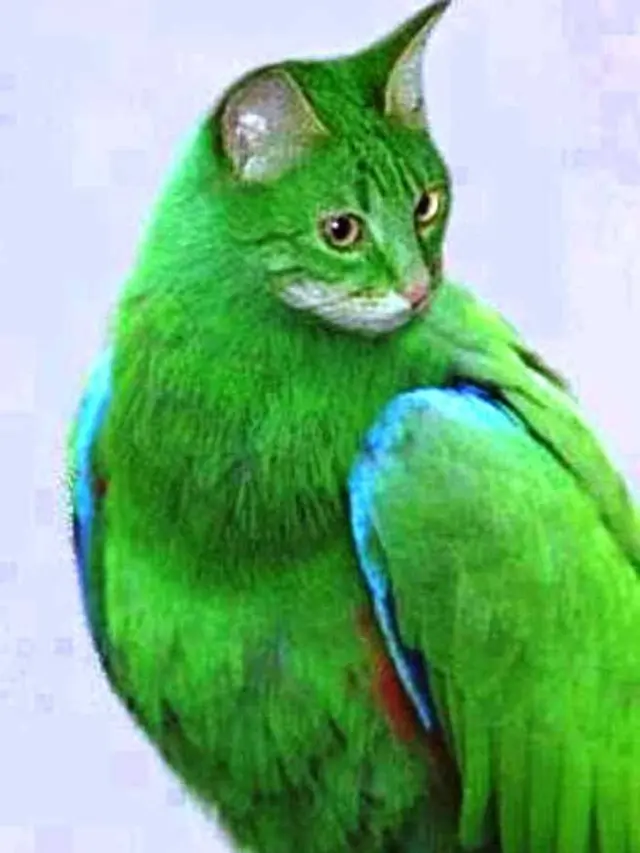 6 Editan Foto Kucing Campuran Burung Ini Nyeleneh, Bikin Bingung