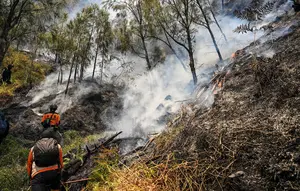 Kebakaran Bromo Diduga Akibat Human Error, Ini Kata Menko Polkam