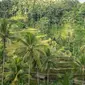 Rice Terrace di Ubud