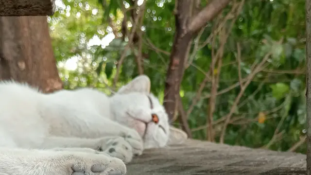 Kamera Bokeh OPPO A38