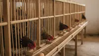 7 Desain Kandang Ayam Kampung Produktif: Kunci Sukses Ternak Optimal