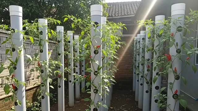 Desain Kebun Cabai Pakai Pipa Paralon Vertikal Anti Ribet (AI)