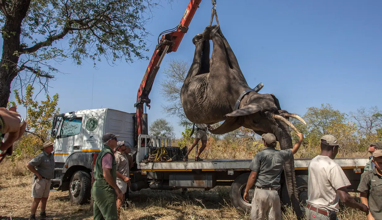 Seokar gajah diangkat menggunakan alat berat saat akan dipindahkan di Majete Game Reserve, Malawi selatan (14/7). Sekitar 500 gajah dipindahkan dari Majete Game Reserve ke Nkhotakota di wilayah tengah. (AFP Photo/Amos Gumulira)