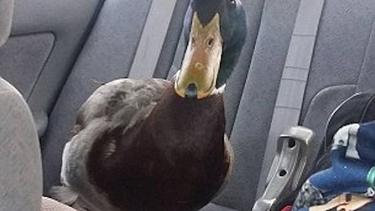 Ada Yang Unik Dalam Persahabatan Bocah Dan Bebek Ini Fimela Fimela Com