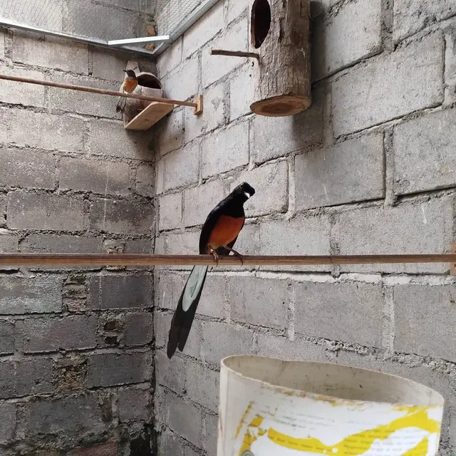 Tips Budidaya Burung Murai Batu Kicau Merdu Ekor Panjang