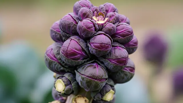 Tanaman Brussels Sprouts Ungu