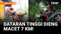 Pohon Tumbang Bikin Macet Wisata Dataran Tinggi Dieng