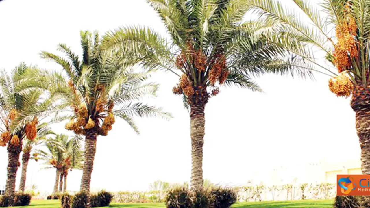 Lebatnya Kurma di Qatar