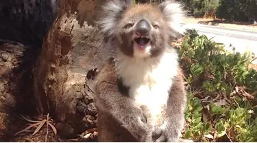 Koala kecil menangis lantaran terjatuh saat berebut memanjat pohon. Kejadian yang terekam ini diunggah dan menjadi viral di dunia maya.