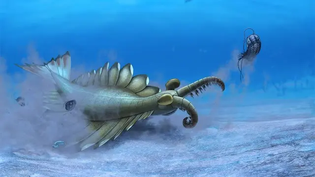 Anomalocaris