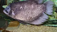 8 Rekomendasi Ternak Ikan Bergizi Tinggi untuk Stok Lauk Keluarga Sepanjang Tahun