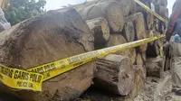 Batang pohon hasil ilegal logging di Suaka Margasatwa Rimbang Baling sitaan Polda Riau dan Gakkum KLHK. (Liputan6.com/M Syukur)