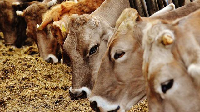 Download 8800 Koleksi Gambar Ekor Sapi Paling Baru Gratis