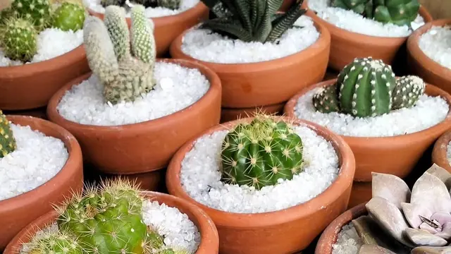 Tips Merawat Kaktus di Rumah