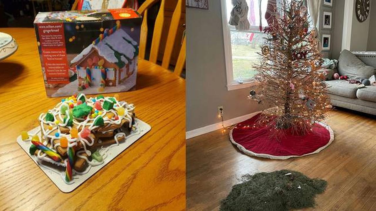 7 Momen Apes di Hari Natal, Dapat Hadiah yang Tidak Diduga