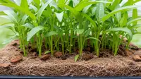 7 Cara Menanam Kangkung agar Panen 21 Hari dengan Media Sederhana