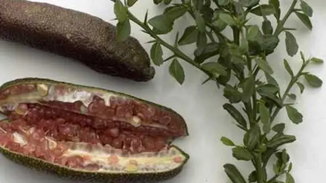 Foto: Copyright ListVerse.com