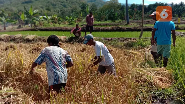 Pemasok Beras