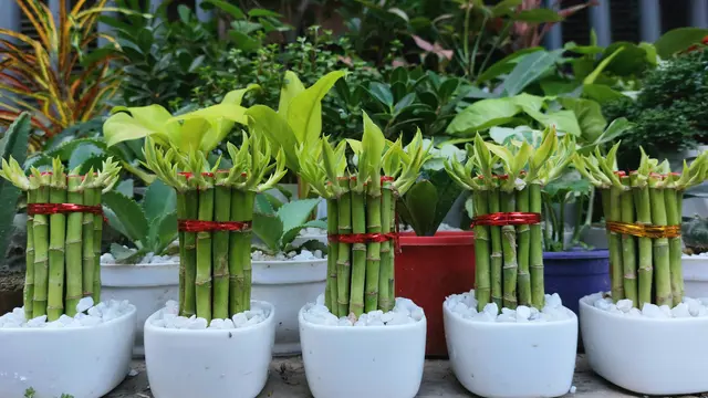 Lucky Bamboo