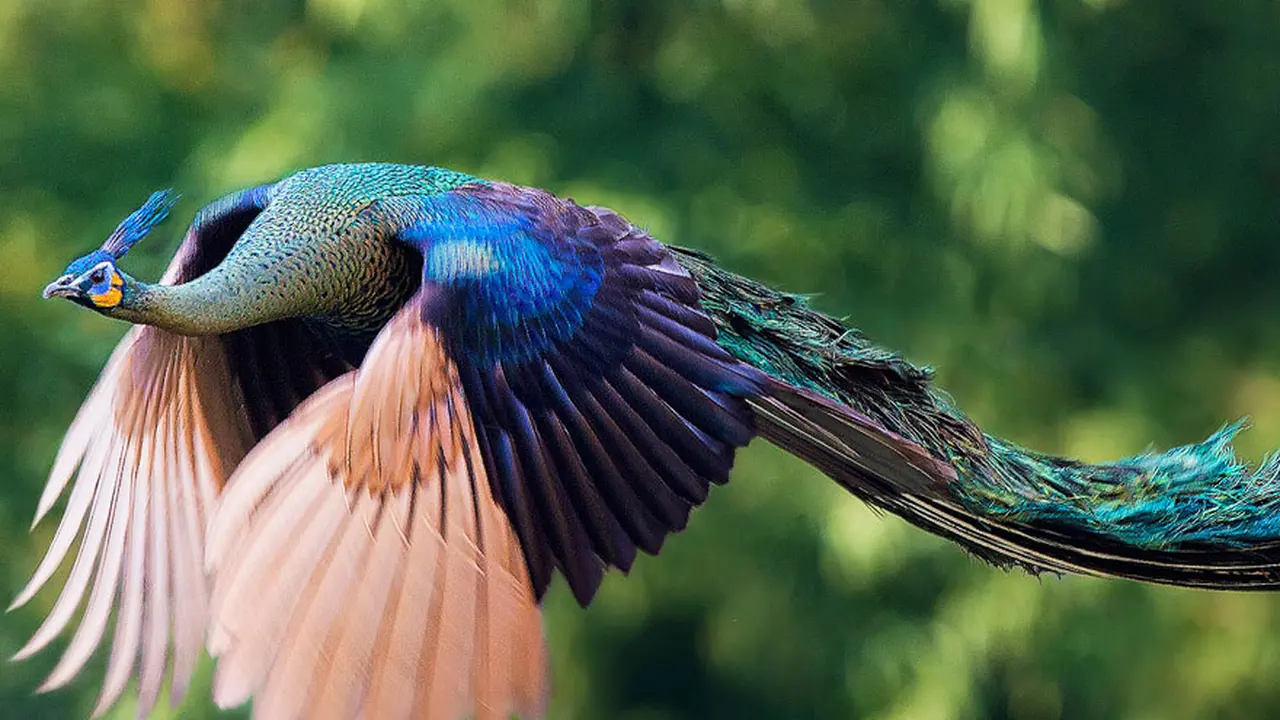 8 Foto Keindahan Burung Merak Saat Mengepakkan Sayap 