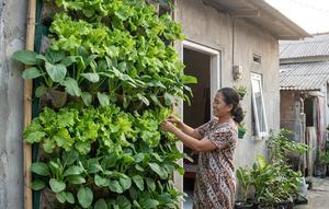 Dinding Hijau Sawi dan Selada (Gemini AI)